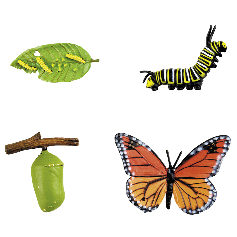 Не бабочкина куколка. Жизненный цикл гусеницы бабочки. Окукливание бабочки цикл. Цикл гусеница бабочка. Превращение бабочки.