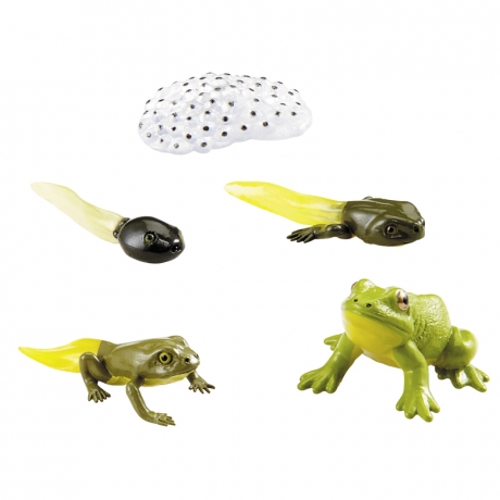 Cycles de vie - La grenouille